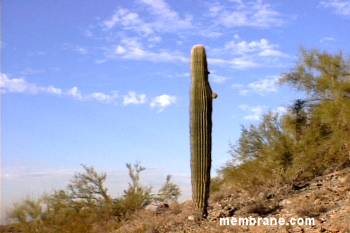 Arizona Landscapes
