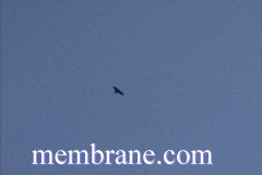 Soaring High Into The Sky